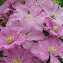 Clematis x 'Comtesse de Bouchaud' fleur